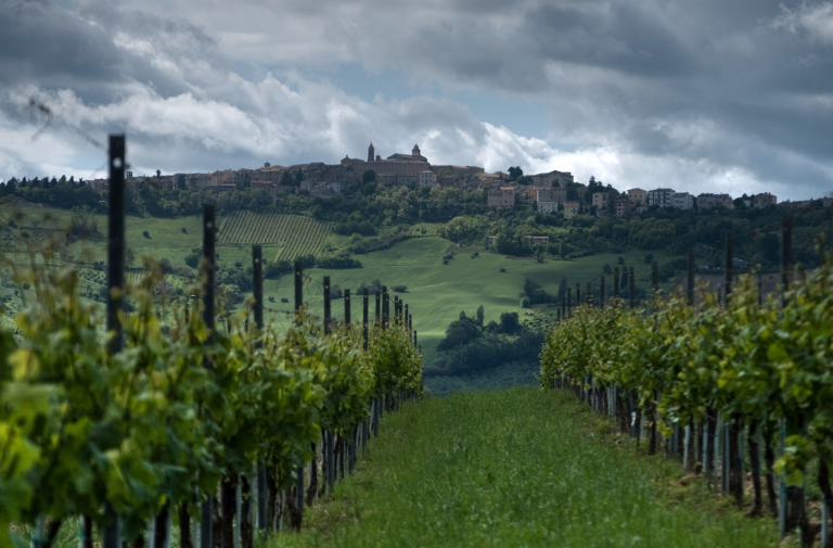 Verdicchio: The Italian White Wine That Beats Sancerre at Half the Price