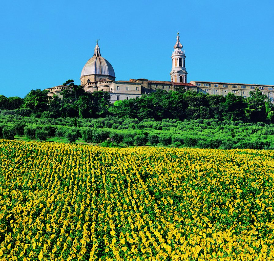The Basilica della Santa Casa in Loreto rising above a sunflower field in the Marche