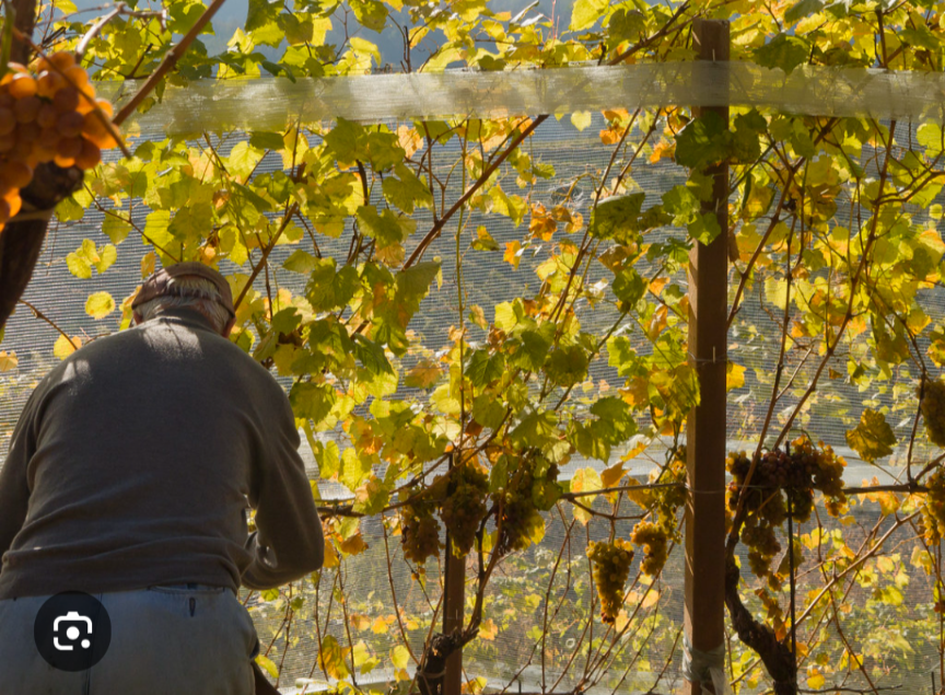 A grower hand-picking grapes through the vine canopy during the Italian wine harvest