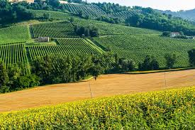 The Cammino Divino: Marche’s New 93-Km Wine Cycling Route