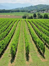 Rows of Sagrantino vines on the clay and limestone hillside above Montefalco, Umbria