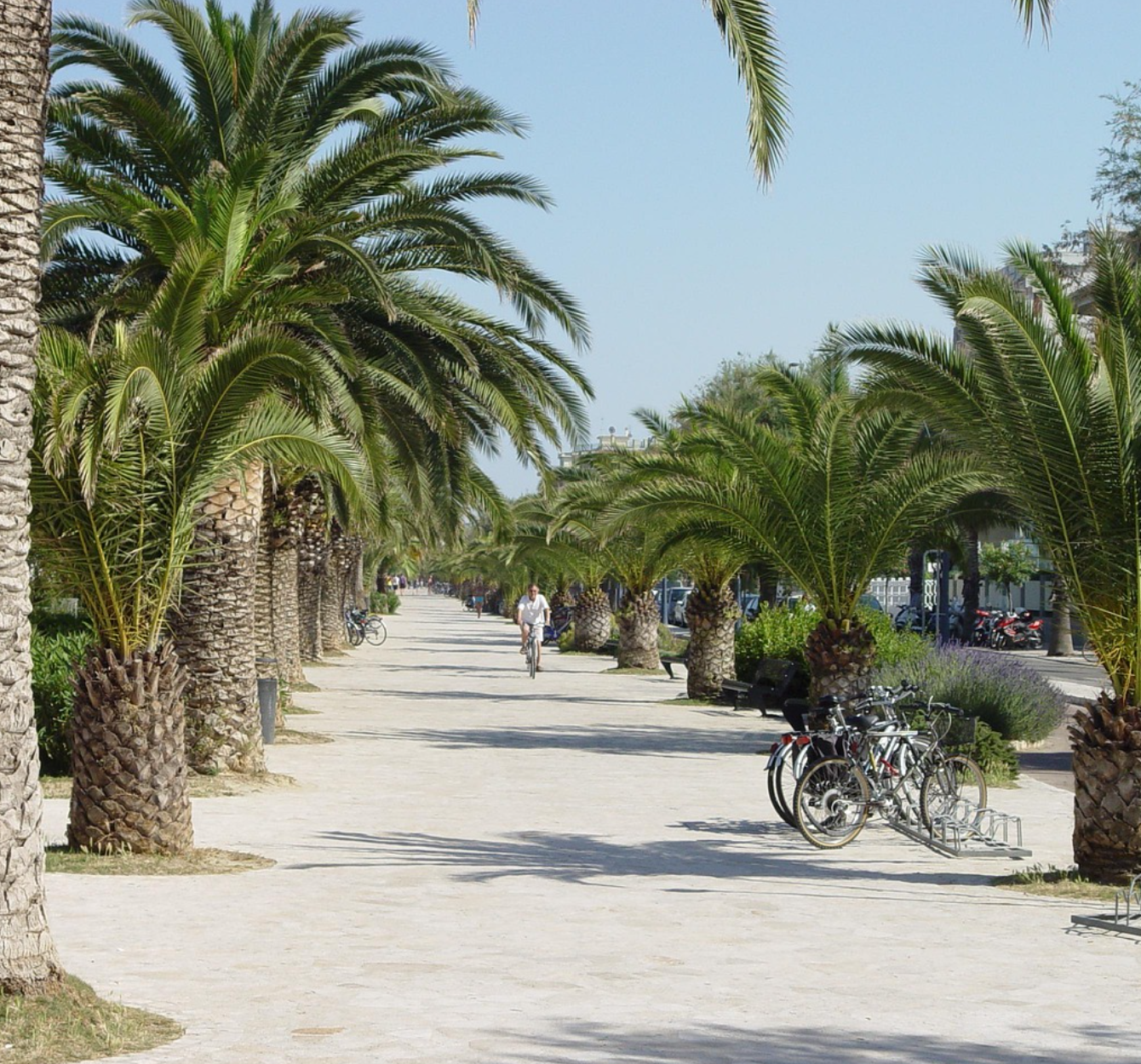 A palm-lined seafront promenade with bicycles parked along the path, part of the Riviera delle Palme in San Benedetto del Tronto, Marche