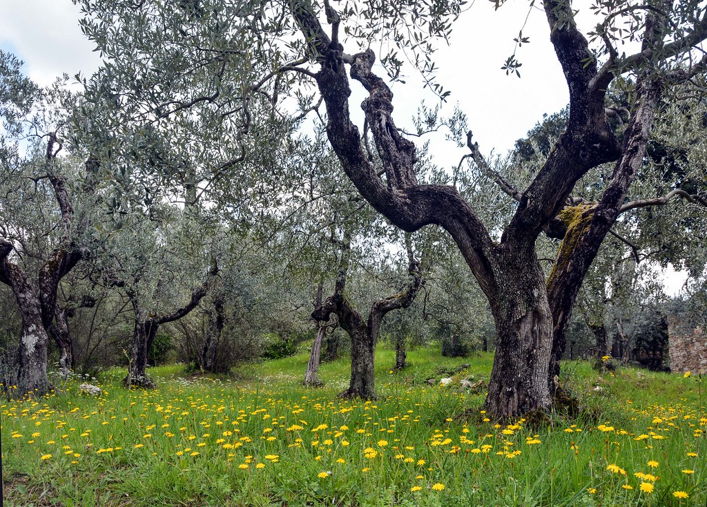 Gnarled trunk of a century-old olive tree, an olivo secolare, among wildflowers