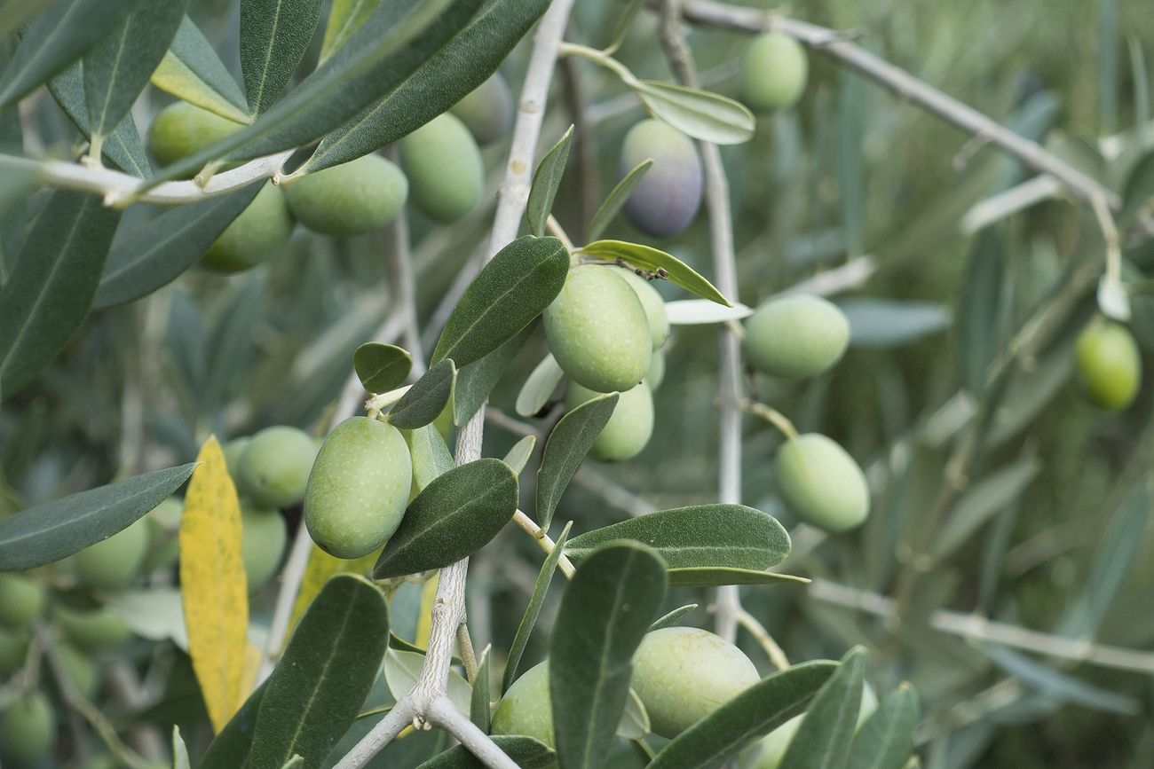 Close-up of fresh green olives on the branch before harvest