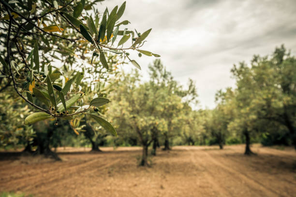 Olive branch in the foreground and rows of olive trees in a plowed grove under a cloudy sky