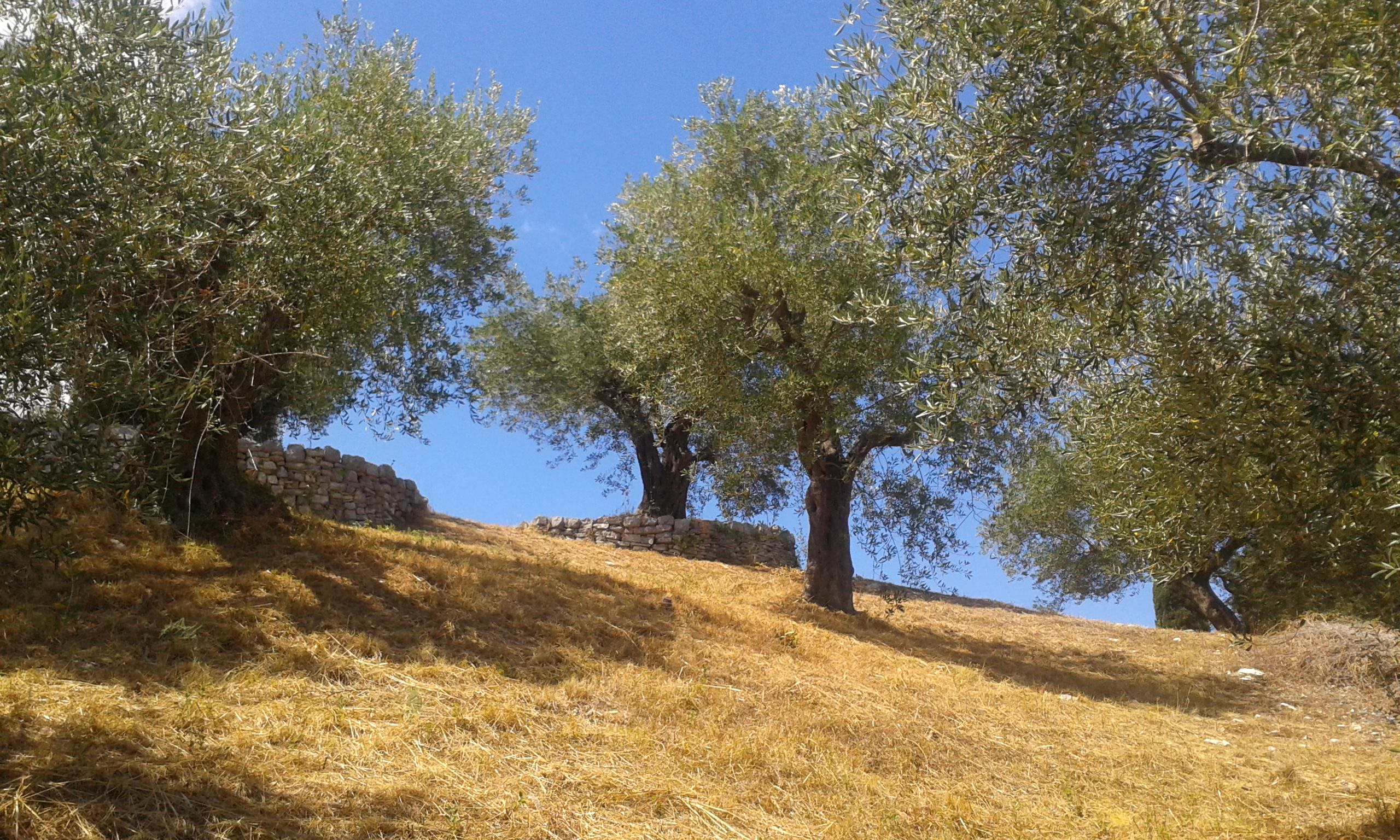 Olive grove with a traditional dry stone wall in the Italian countryside