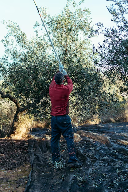 Worker reaching into an olive tree with a long-handled rake, standing on nets spread over the ground