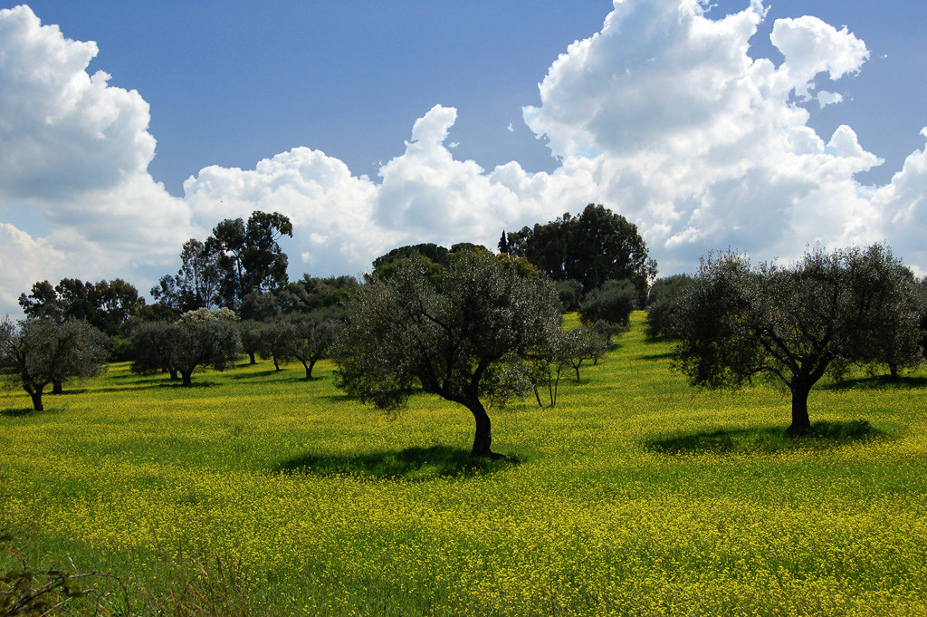 Olive grove in a flowering field in Italy
