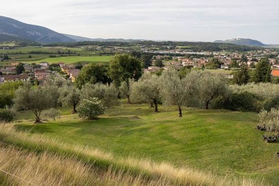 Olive trees on a grassy hillside above a valley town, with mountains in the distance