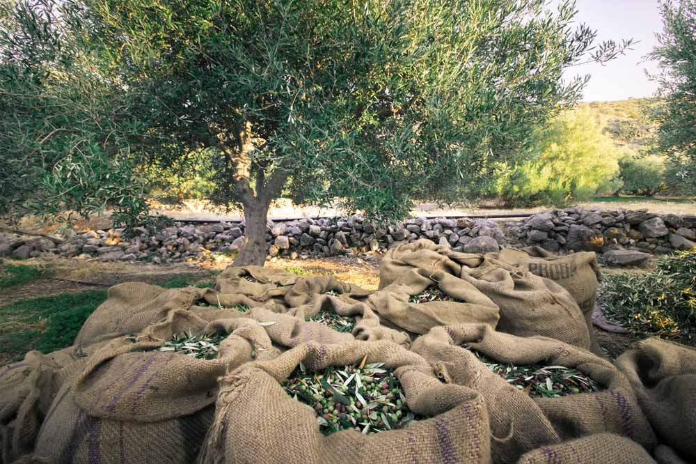 Freshly picked olives and leaves in jute sacks beneath an olive tree, with a dry-stone wall behind