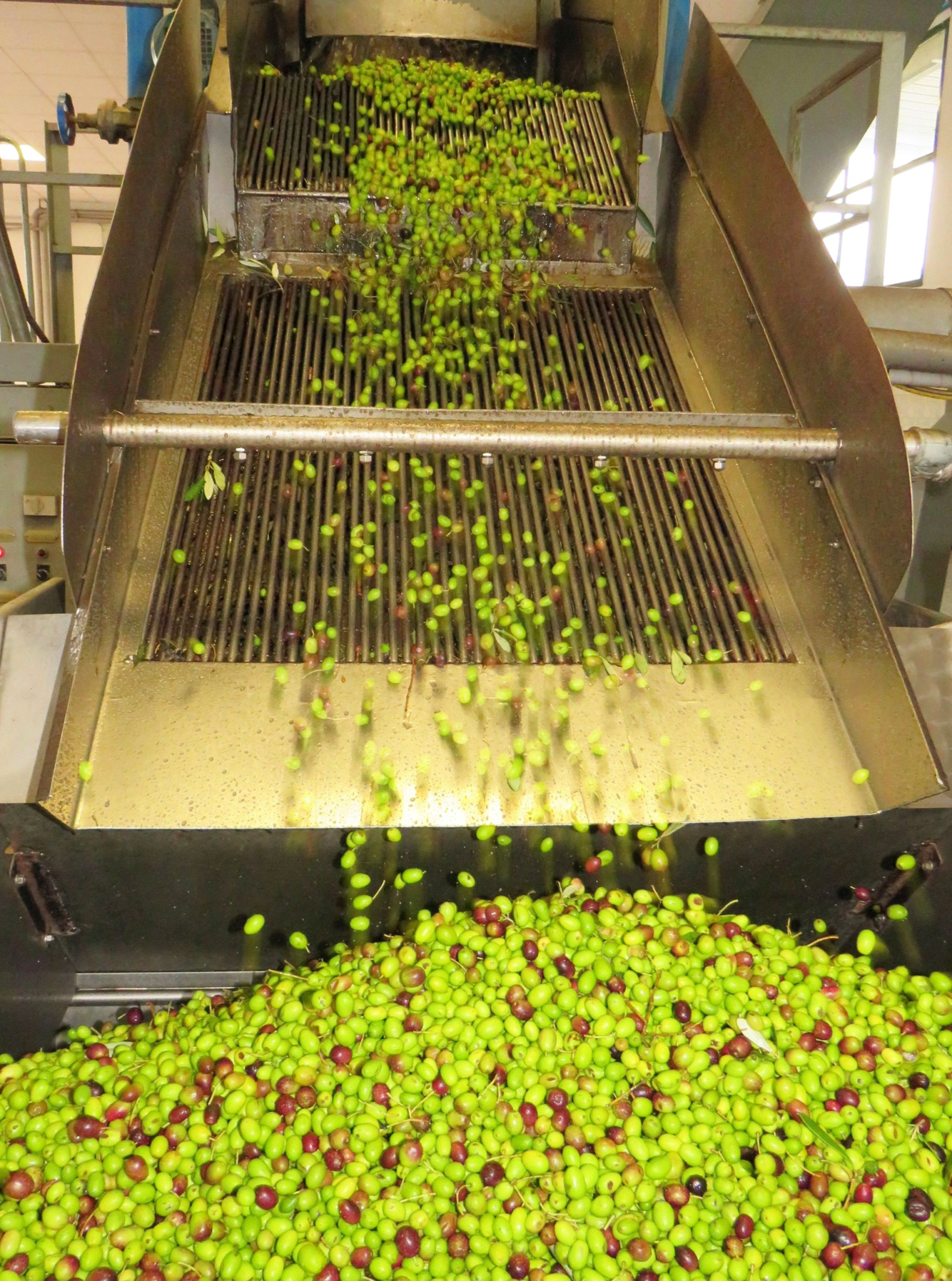 Green and purple olives falling onto a metal washing and sorting conveyor before milling
